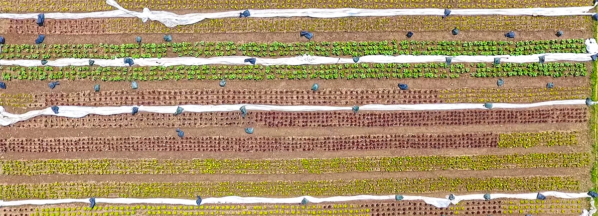 drone_view_of_crops