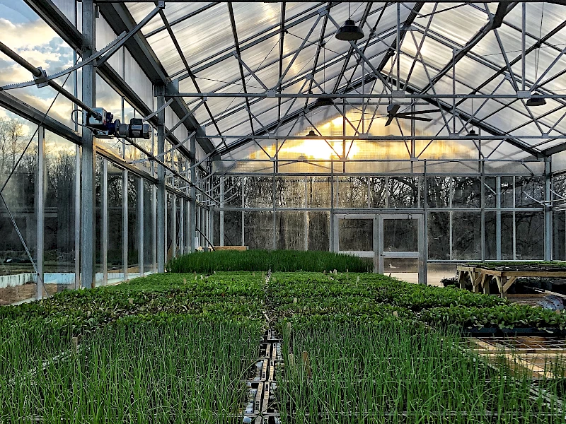 seedlings_in_the_greenhouse