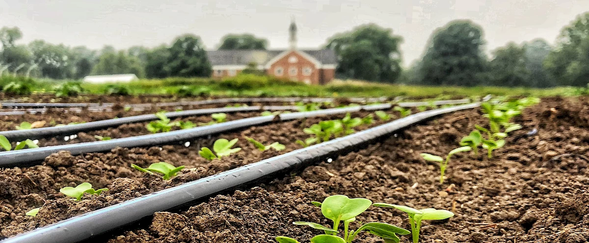 radish_seedlings_h