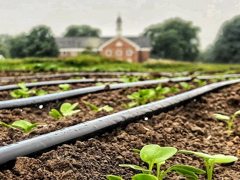 radish_seedlings_h