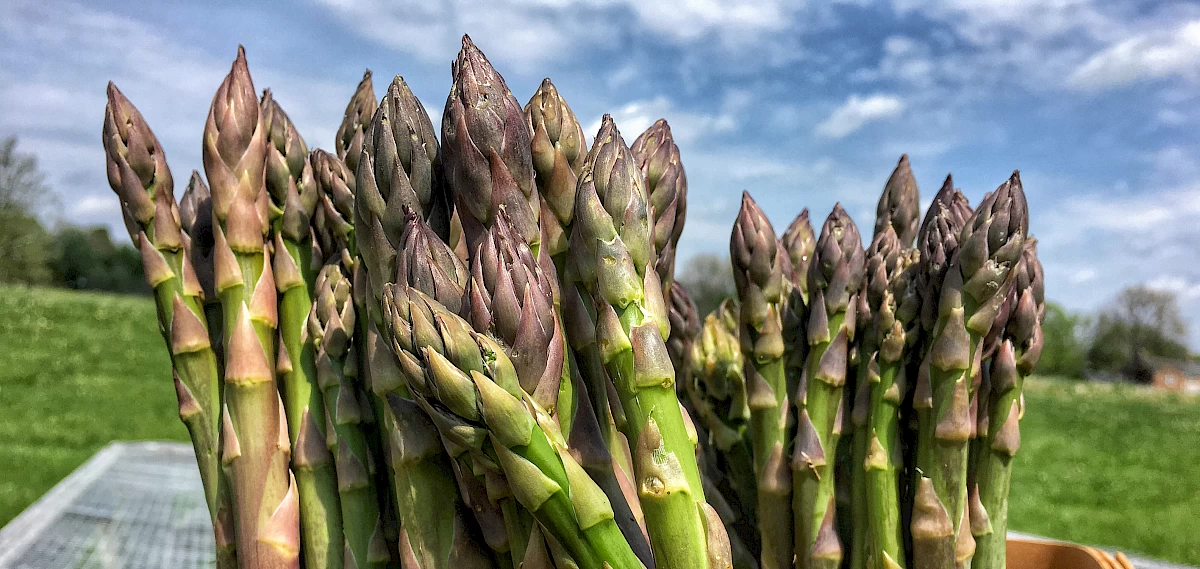 asparagus