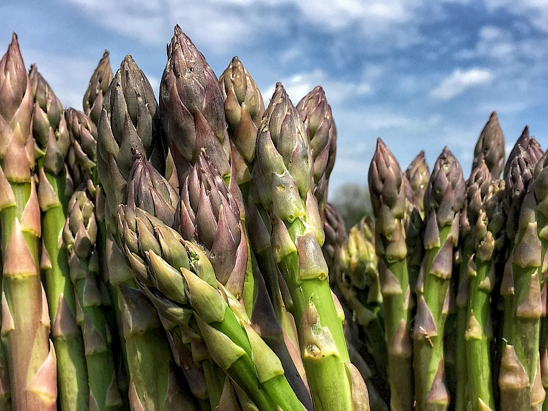 asparagus